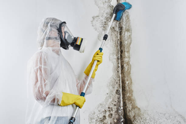 Best Mold Removal Process  in Dale, PA