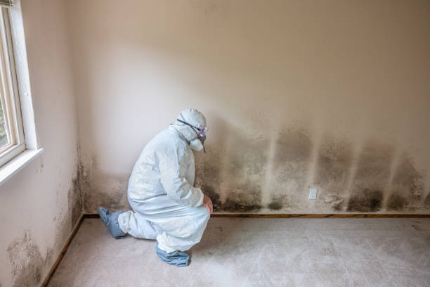 Best Mold Testing  in Dale, PA