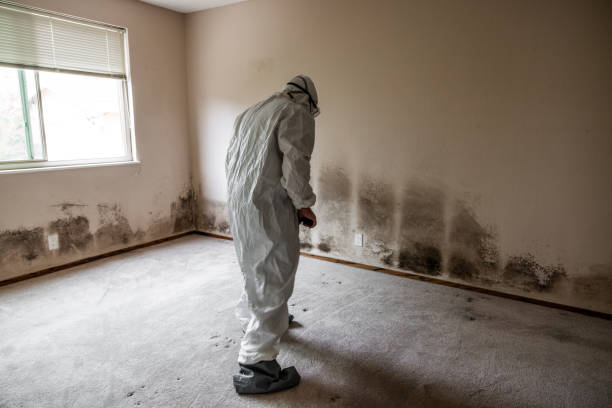 Crawl Space Mold Removal in Dale, PA