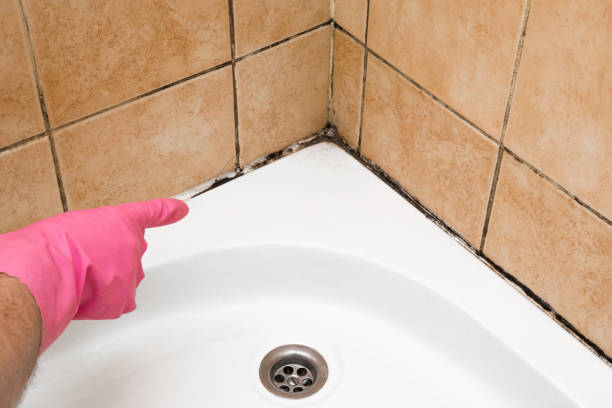 Best Office Mold Removal Services  in Dale, PA